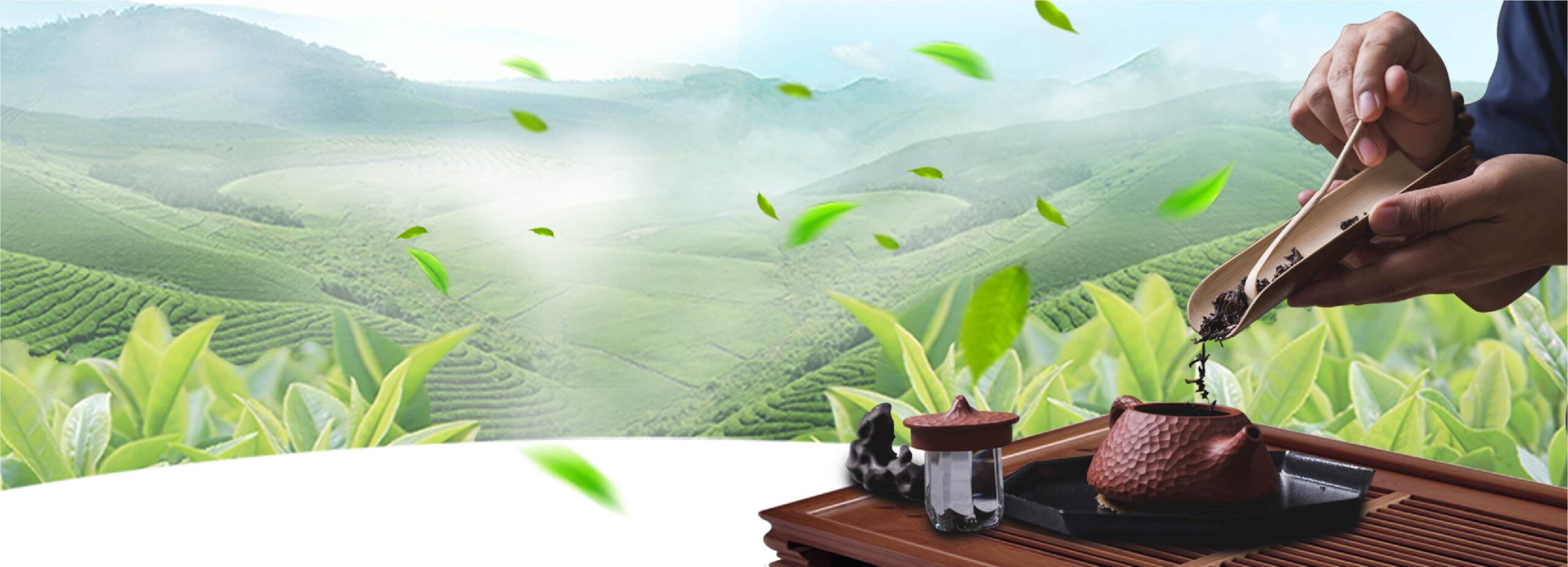 Trà Oolong – Trà Rồng Vàng
