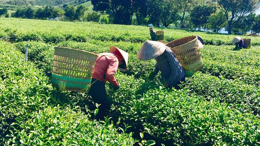 Sở hữu nguồn nguyên liệu là một lợi thế