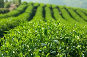 Những lá trà xanh tươi mơn mởn