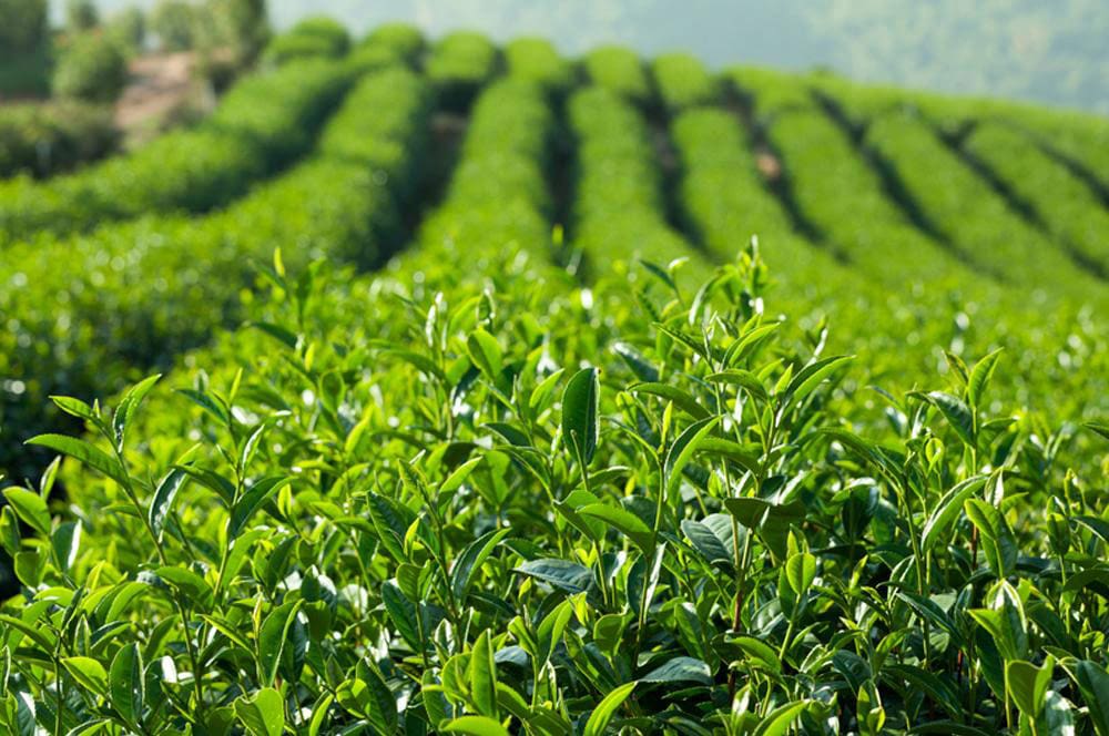 Những lá trà xanh tươi mơn mởn