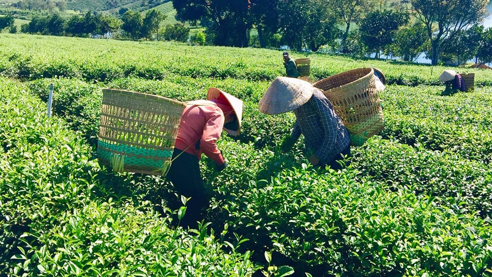 Kĩ thuật thu hái trà thủ công mang lại vị ngon đặc trưng