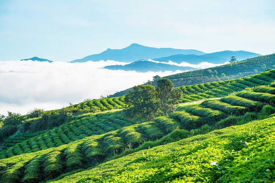 Trà lài Bảo Lộc sử dụng búp trà xanh Bảo Lộc