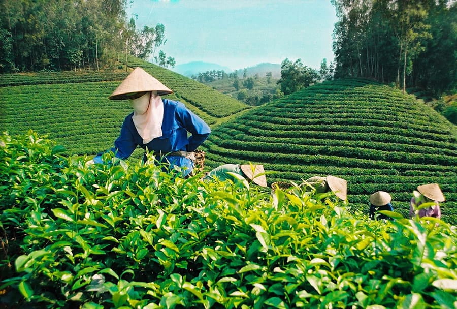 Bảo Lộc - Lâm Đồng là xứ sở của các loại trà đặc sản