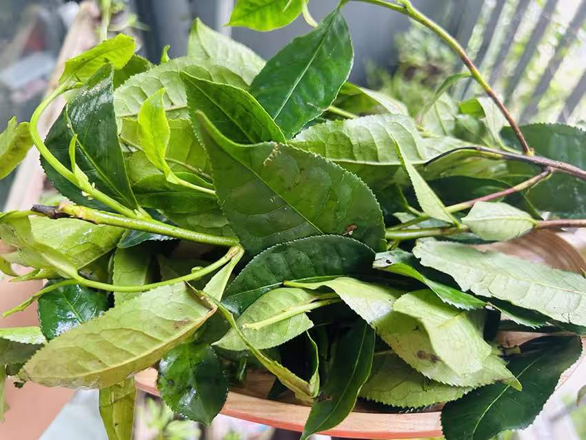 Khi chọn lá trà xanh không nên chọn lá quá non vì sẽ không được nước, và vị sẽ không đậm đà