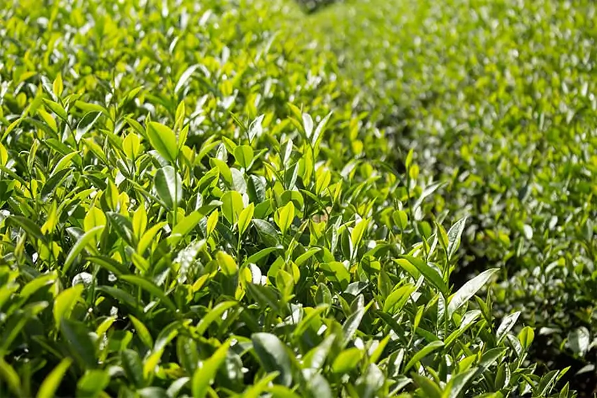 Trà Oolong thượng hạng từ Bảo Lộc: Khám phá hương vị đặc trưng