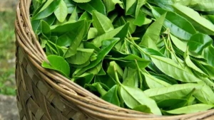 Cách nấu lá trà xanh tươi để uống